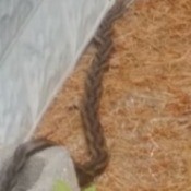 What Kind of Snake Is This? - fuzzy snake photo