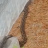 What Kind of Snake Is This? - fuzzy snake photo
