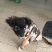 Is My Dog a Chihuahua? - black and tan puppy