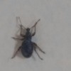 Identifying Black Bugs - blackish gray bug
