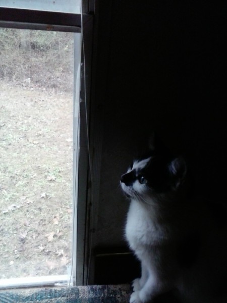 KittyGirl (Domestic Shorthair) - cat against very dark background
