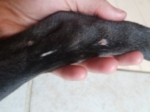 Bumps on Pit Bull Puppy's Legs - bump