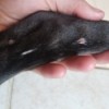 Bumps on Pit Bull Puppy's Legs - bump