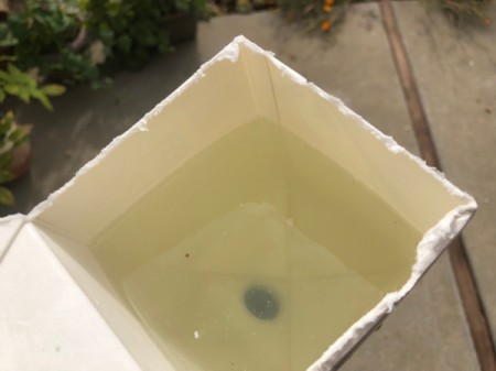 Self-Watering Milk Carton - fill with water