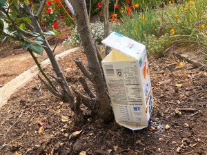 Self-Watering Milk Carton - carton waterer in place