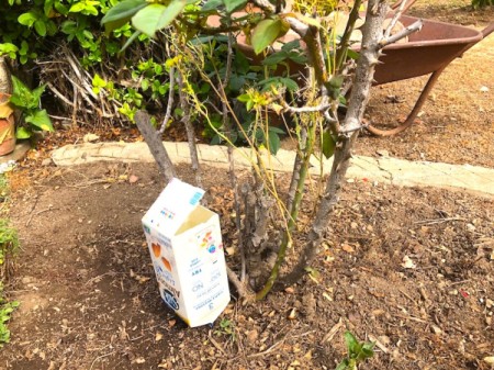Self-Watering Milk Carton - press into soil next to plant