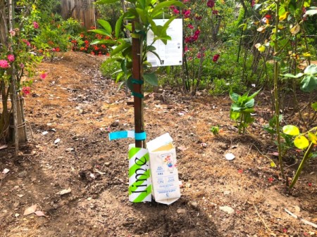 Self-Watering Milk Carton - next to plant in the garden