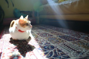 Cat sitting in the sunlight on a wool rug.