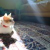 Cat sitting in the sunlight on a wool rug.