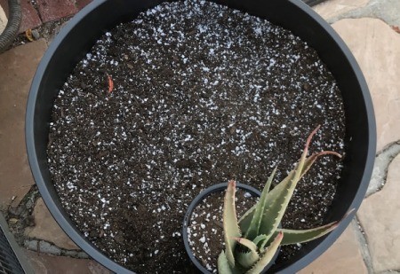 Save Soil if Planting Succulents - small potted plant sitting on top of soil added to pot