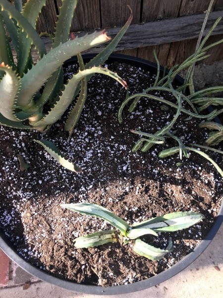 Save Soil if Planting Succulents - closeup of planted pot
