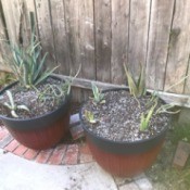 Save Soil if Planting Succulents - two planted pots