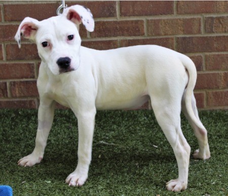 A white terrier mix next to a brick wall.