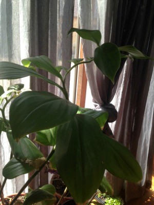 What Is This Houseplant? - green foliage plant