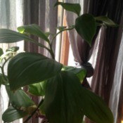 What Is This Houseplant? - green foliage plant