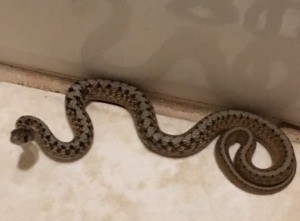 What Type of Snake Is This?