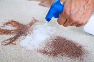 Spraying carpet stain.