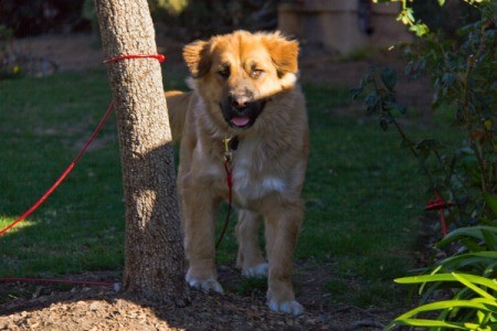 Golden Retriever and German Shepherd Mix tied to a tree