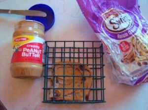 Bird Suet Substitute - peanut butter on raisin bread in a suet holder