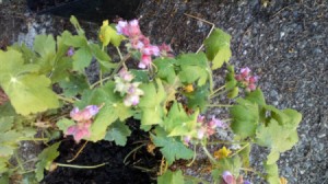 Identifying a Garden Flower - clusters of pink flowers on low growing plant