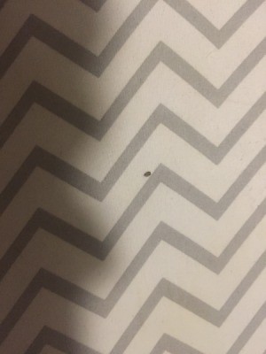 Identifying a Tiny Black Flying Bug - bug on wallpaper