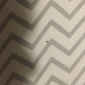 Identifying a Tiny Black Flying Bug - bug on wallpaper