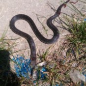 What Kind of Snake Is This? - dead snake