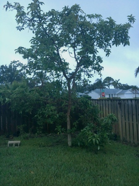 Avocado and Citrus Fruit Tree Health Problems