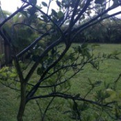 Avocado and Citrus Fruit Tree Health Problems - twiggy tree with few leaves