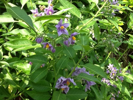 What Is This Garden Plant? - plant with small light purple flowers with yellow centers
What is this plant
