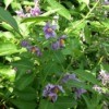 What Is This Garden Plant? - plant with small light purple flowers with yellow centers
What is this plant