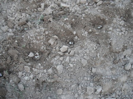 Planting Seed in the Garden - seeds in hole