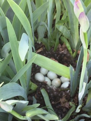 Mother Duck Seems to Have Abandoned Nest - nest in among iris plants