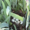 Mother Duck Seems to Have Abandoned Nest - nest in among iris plants