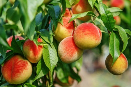 Close up of ripe peaches on a tree.