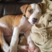 What Breed Is This Dog? - light brown and white smooth coat dog