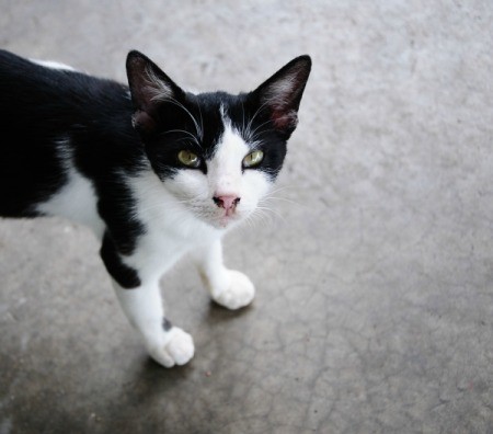 Back and white kitten staring at the camera.