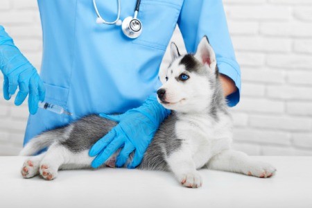 Husky puppy getting a vaccine.