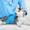 Husky puppy getting a vaccine.
