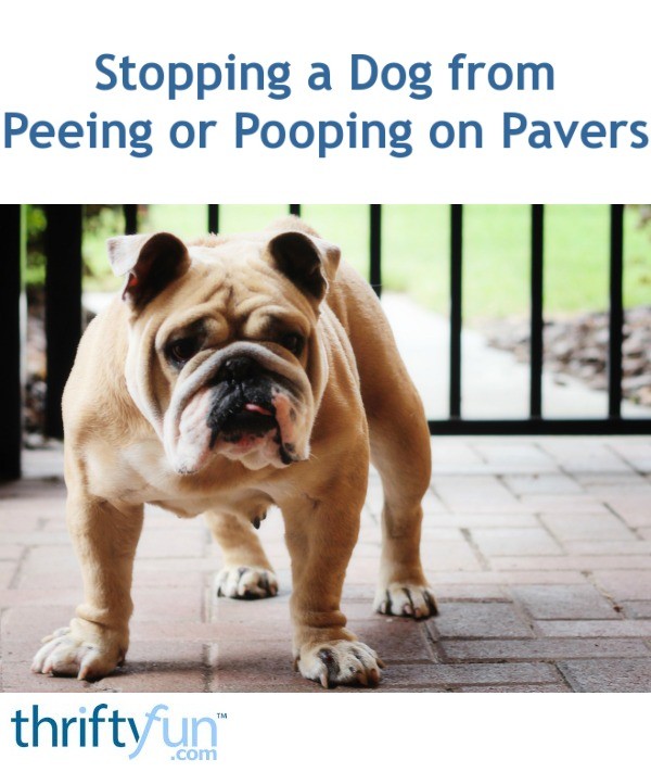 Stopping a Dog from Peeing or Pooping on Pavers? ThriftyFun