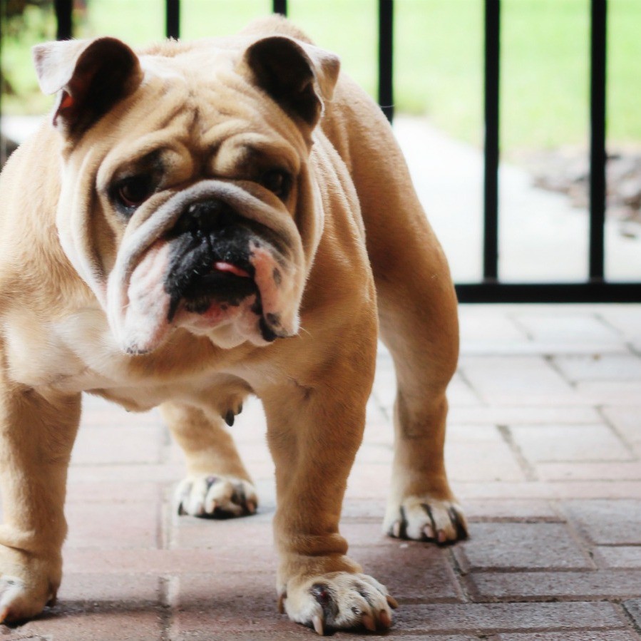 Stopping a Dog from Peeing or Pooping on Pavers? ThriftyFun