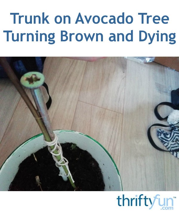 Trunk on Avocado Tree Turning Brown and Dying? ThriftyFun