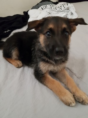 Is My Dog a Pure Bred German Shepherd? - black and tan puppy