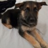 Is My Dog a Pure Bred German Shepherd? - black and tan puppy