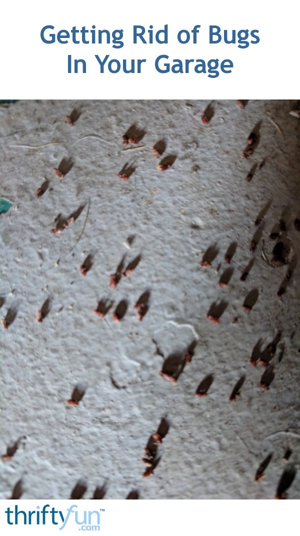 Getting Rid of Bugs in Garage? ThriftyFun