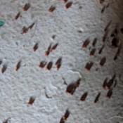 Getting Rid of Bugs in Garage - small brown bugs