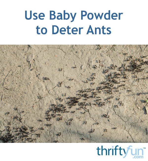 Use Baby Powder to Deter Ants ThriftyFun