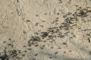 Ants in a line on sidewalk