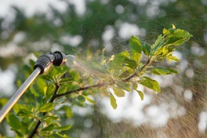 Spraying a fruit tree to prevent insects