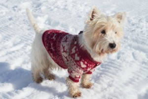 Dog in a sweater out in the snow